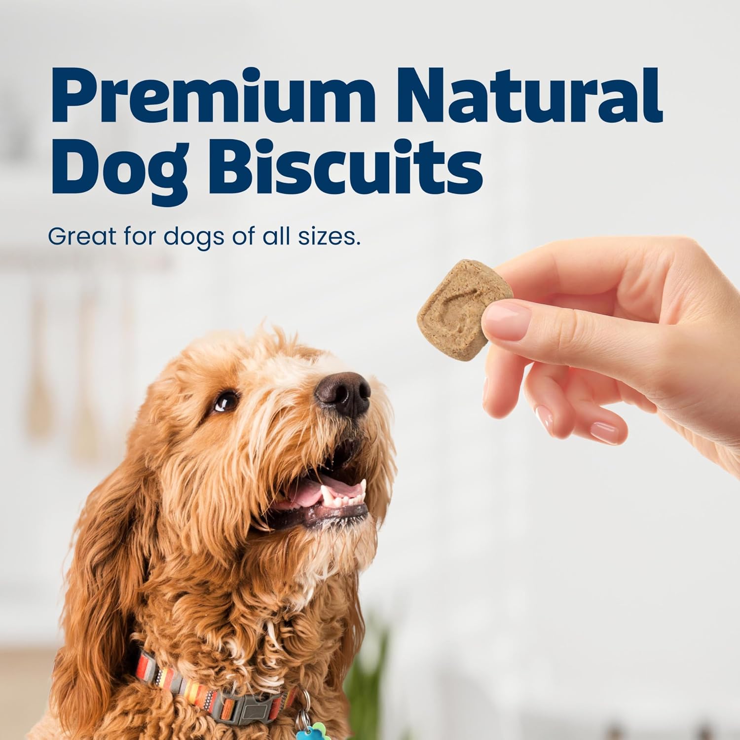 Blue Buffalo Health Bars Pumpkin & Cinnamon Crunchy Dog Biscuits, Oven-Baked with Pumpkin &... image