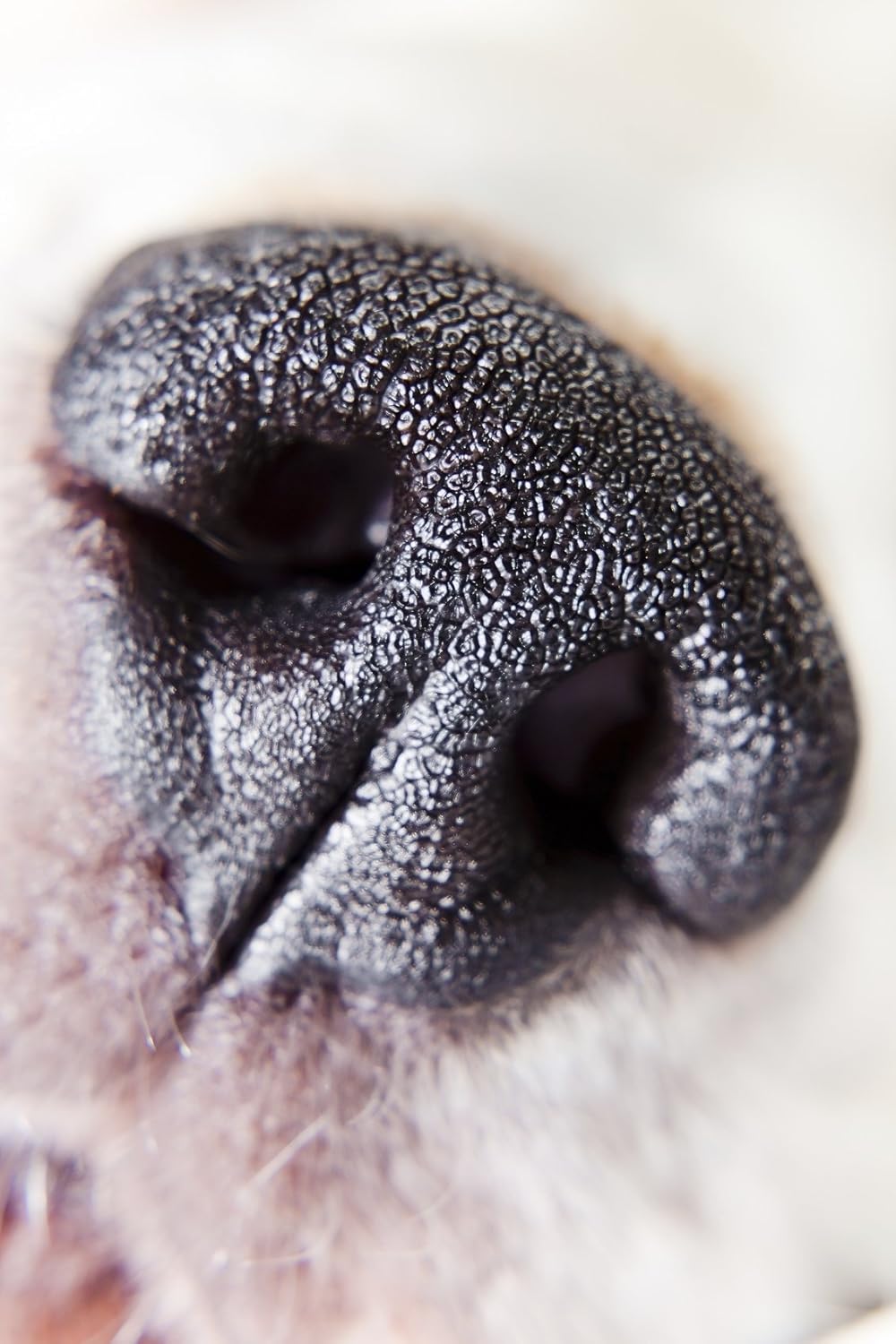 Canon EOS Rebel T1i 10x High Definition 2 Element Close-Up (Macro) Lens (77mm)