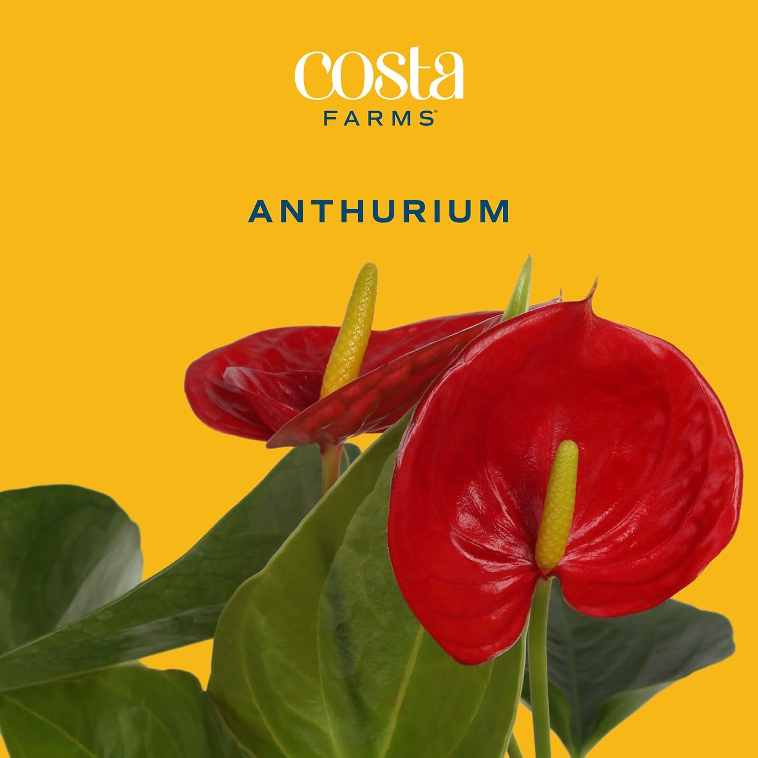 Costa Farms Anthurium, Flamingo Flower Live Plant in Decorative Pot, Air Purifying Flowering... image