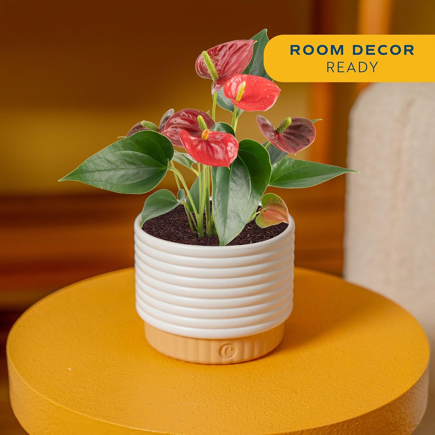 Costa Farms Anthurium, Flamingo Flower Live Plant in Decorative Pot, Air Purifying Flowering... image