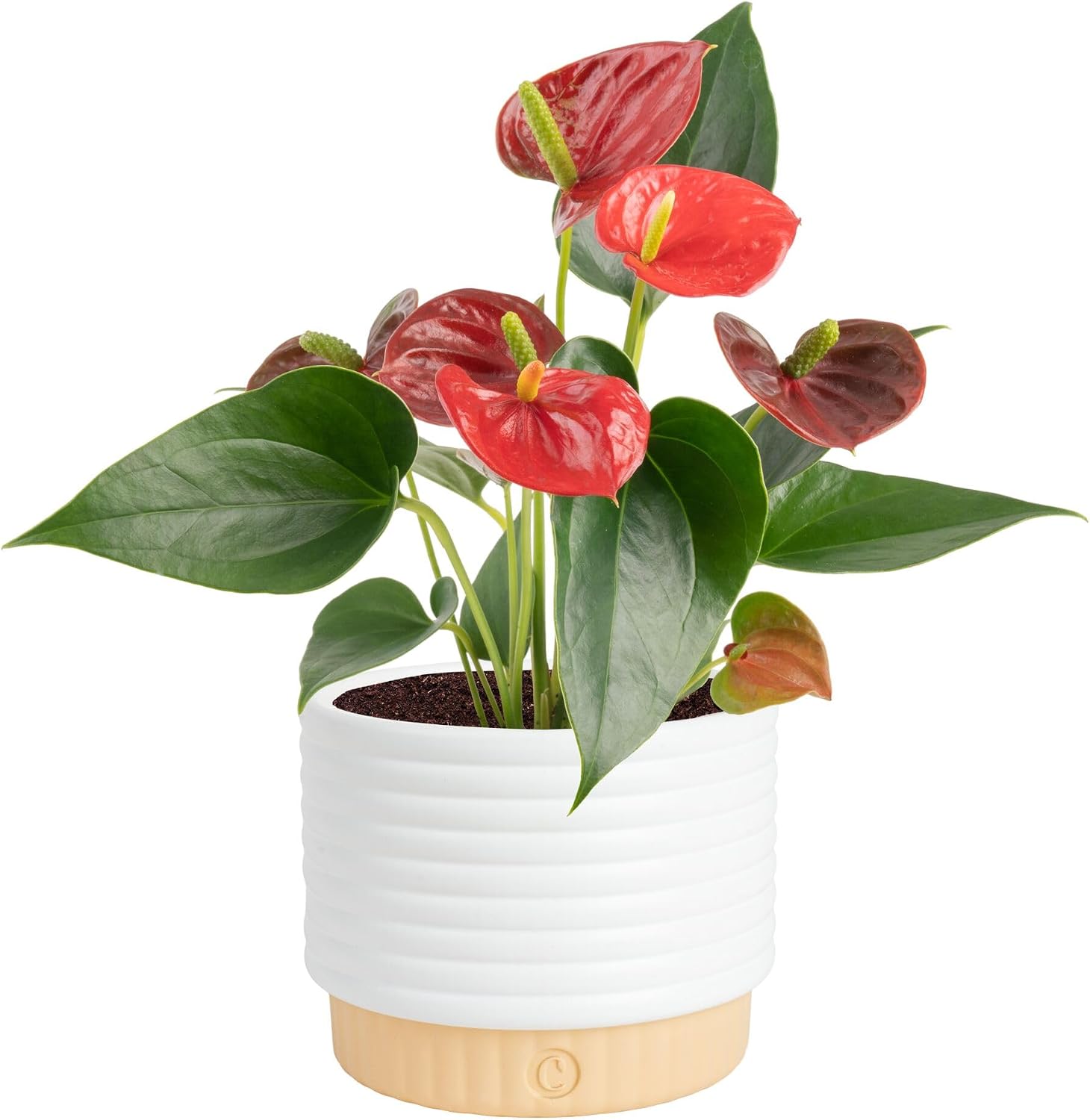 Costa Farms Anthurium, Flamingo Flower Live Plant in Decorative Pot, Air Purifying Flowering...