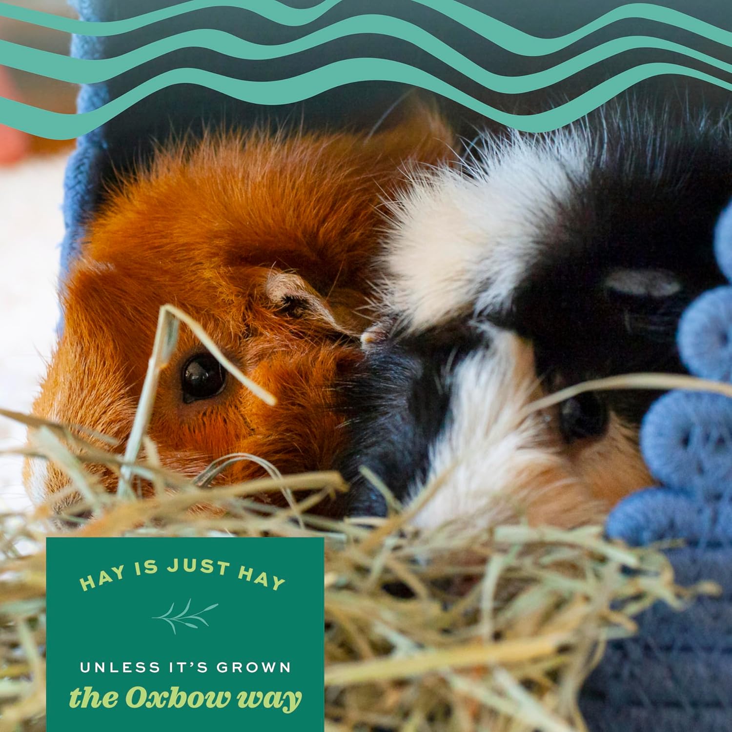 Oxbow Western Timothy Hay, Guinea Pig Hay, Small Pet Bunny Supplies, All Natural Grass for... image
